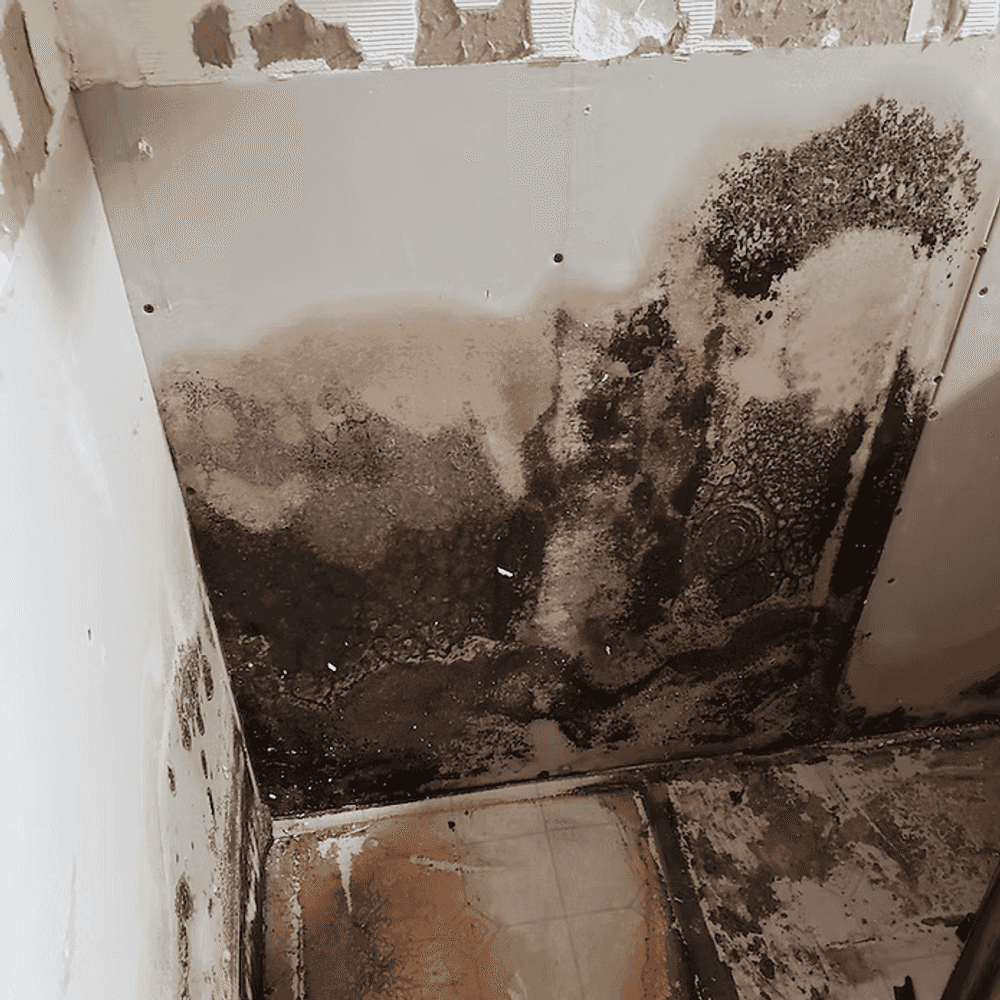 Mold Remediation image