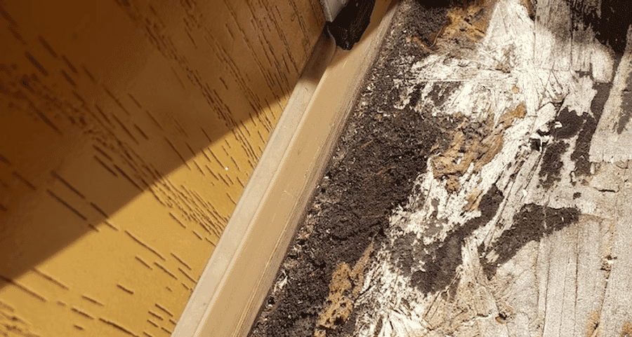 Visible mold and dirt accumulation along a wooden floor and wall seam in indoor setting.