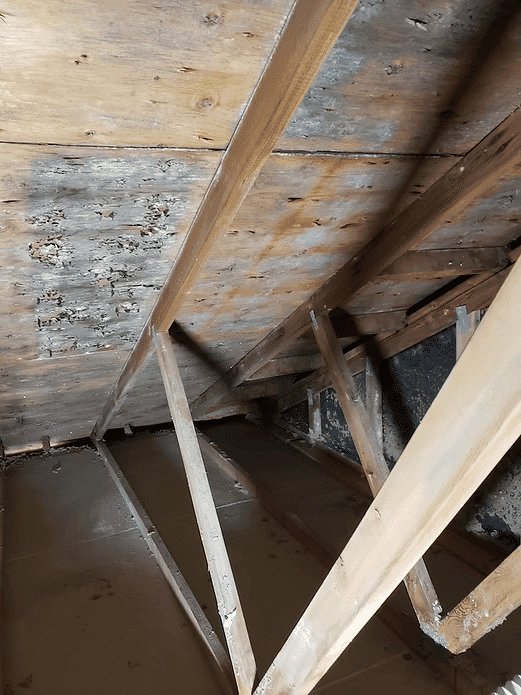Wooden attic beams and ceiling with signs of wear and potential pest damage.
