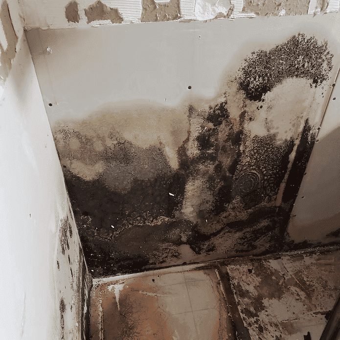 Mold and water damage on bathroom walls in need of restoration and repair.