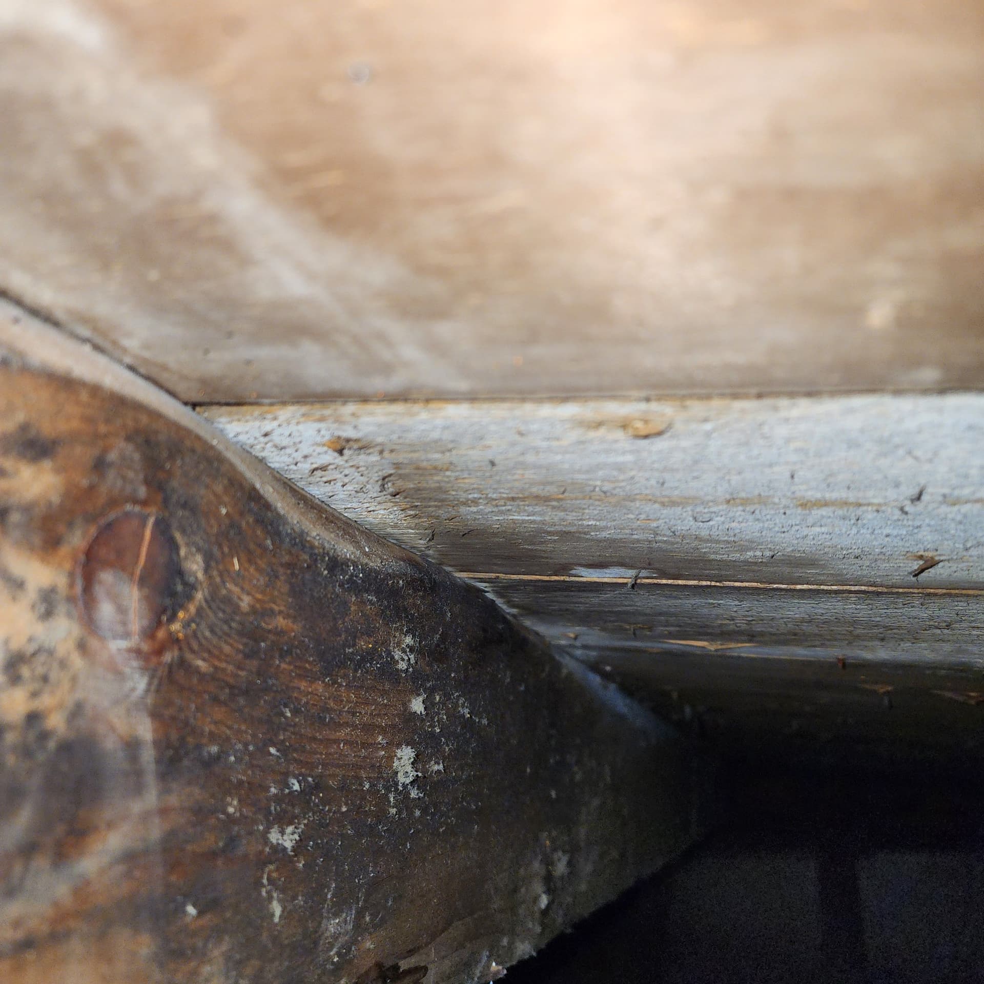Preventing Mold Damage in Your Home