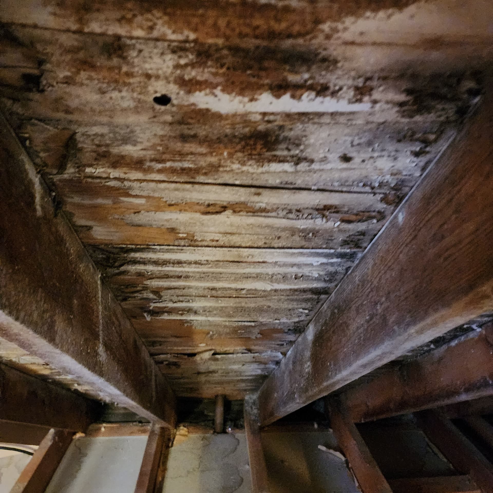 Preventing Mold Damage in Your Home
